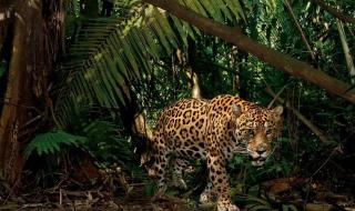 住在丛林雨林的动物 热带雨林的动物